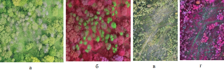 Рисунок 6. Фрагменты оценки лесопатологического состояния на лесных участках: а, б) вероятный очаг появления вредителей; в, г) оценка состояния лесного участка после проведения санитарной рубки